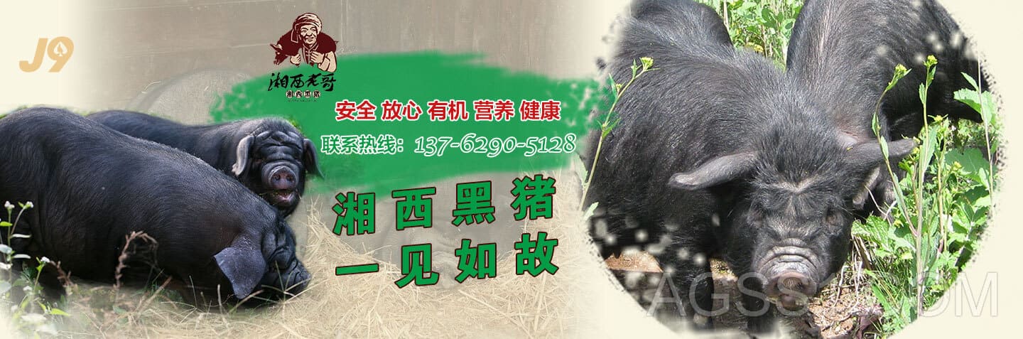 小九直播体育