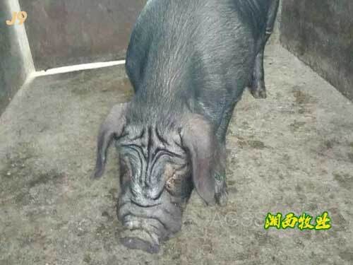 生态黑猪养殖远景云南的老母猪屎花黑猪购置基地